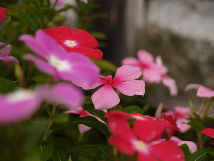花壇の花