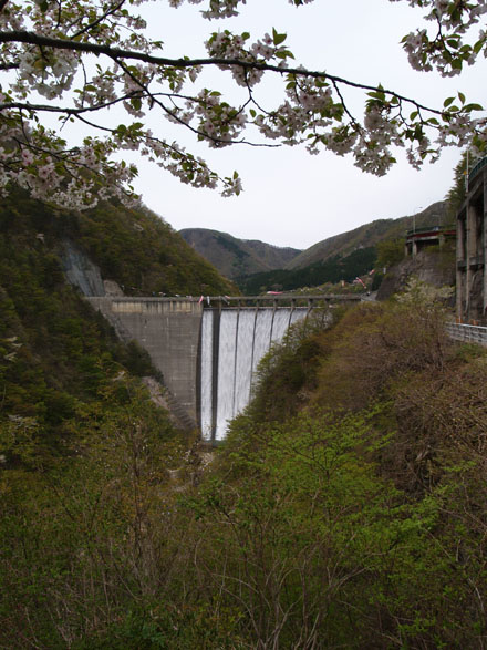 放流と桜